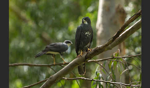 Mohrenhabicht (Accipiter melanoleucus)