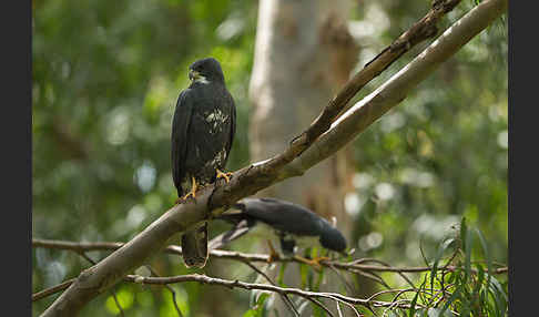 Mohrenhabicht (Accipiter melanoleucus)