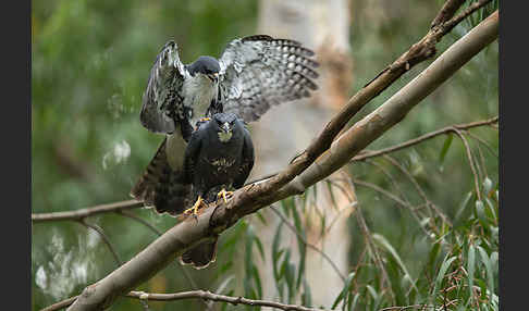 Mohrenhabicht (Accipiter melanoleucus)