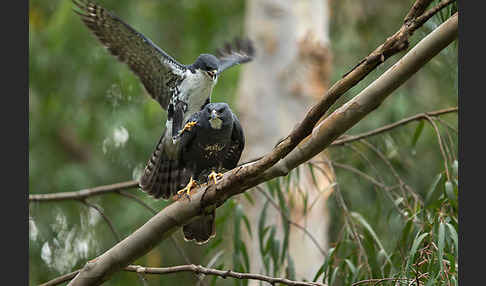 Mohrenhabicht (Accipiter melanoleucus)