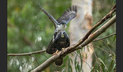 Mohrenhabicht (Accipiter melanoleucus)