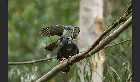 Mohrenhabicht (Accipiter melanoleucus)