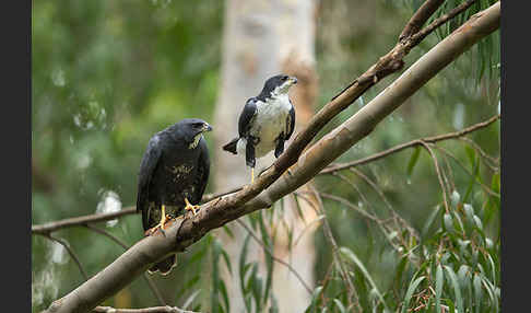 Mohrenhabicht (Accipiter melanoleucus)