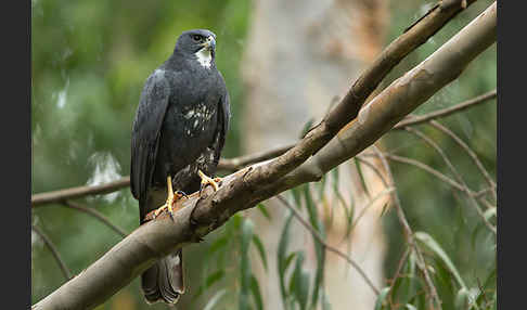 Mohrenhabicht (Accipiter melanoleucus)