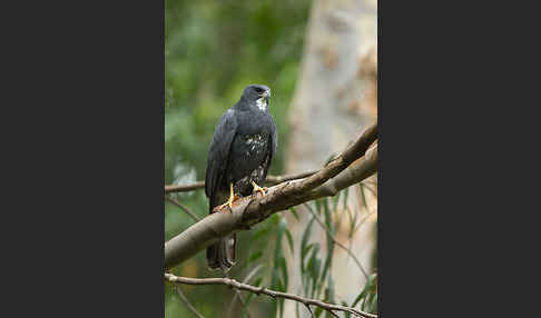 Mohrenhabicht (Accipiter melanoleucus)