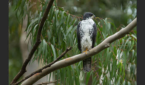 Mohrenhabicht (Accipiter melanoleucus)