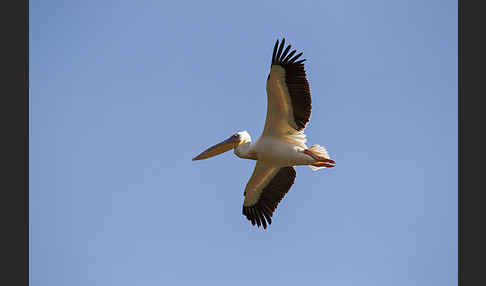 Rosapelikan (Pelecanus onocrotalus)