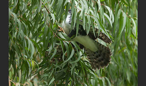 Mohrenhabicht (Accipiter melanoleucus)