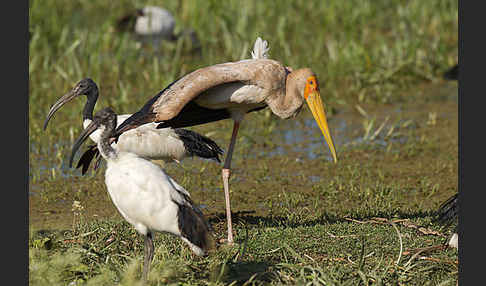 Nimmersatt (Mycteria ibis)