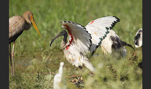 Nimmersatt (Mycteria ibis)