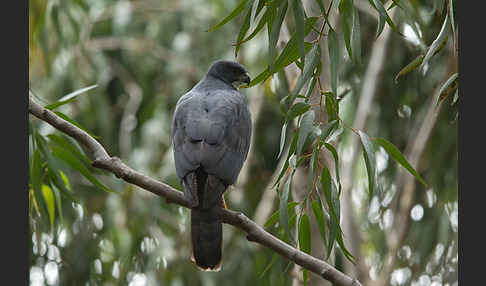 Mohrenhabicht (Accipiter melanoleucus)