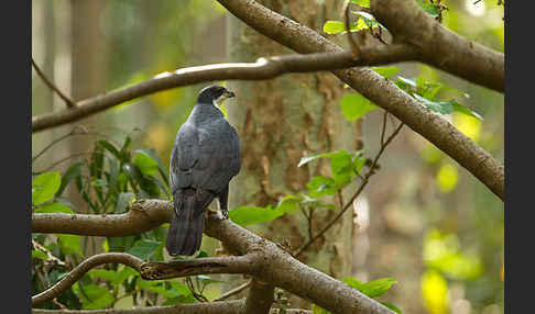 Mohrenhabicht (Accipiter melanoleucus)