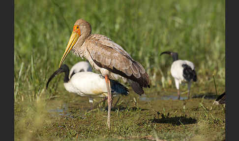 Nimmersatt (Mycteria ibis)