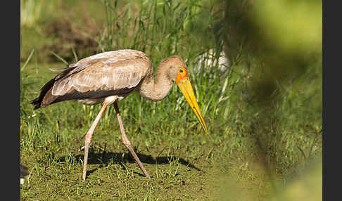 Nimmersatt (Mycteria ibis)