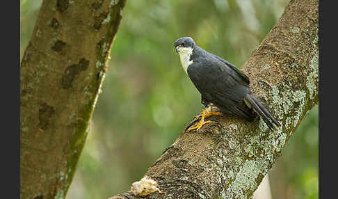 Mohrenhabicht (Accipiter melanoleucus)