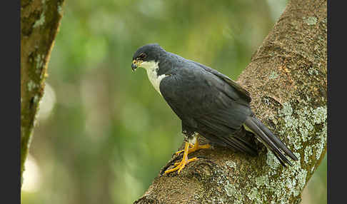 Mohrenhabicht (Accipiter melanoleucus)