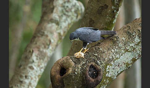 Mohrenhabicht (Accipiter melanoleucus)