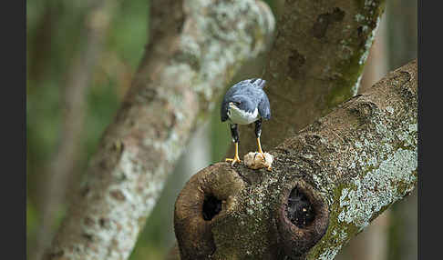 Mohrenhabicht (Accipiter melanoleucus)