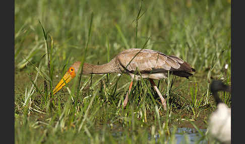 Nimmersatt (Mycteria ibis)