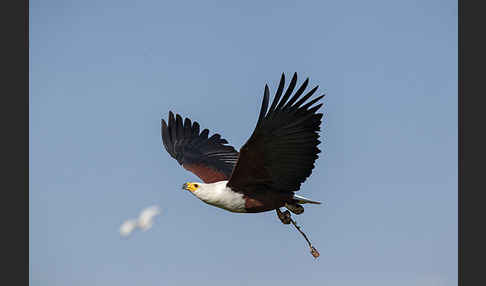 Schreiseeadler (Haliaeetus vocifer)