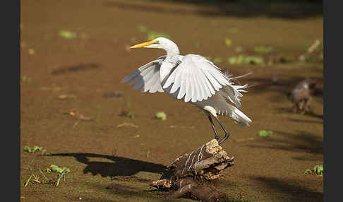 Silberreiher (Egretta alba)