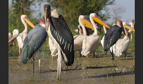 Marabu (Leptoptilos crumiferus)