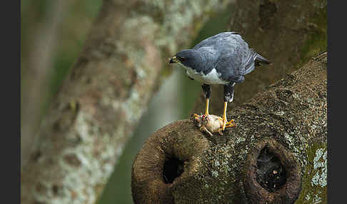 Mohrenhabicht (Accipiter melanoleucus)