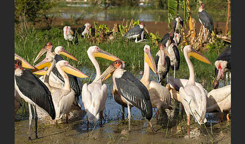 Marabu (Leptoptilos crumiferus)