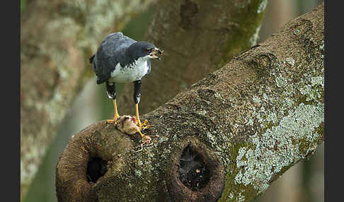 Mohrenhabicht (Accipiter melanoleucus)