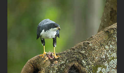 Mohrenhabicht (Accipiter melanoleucus)