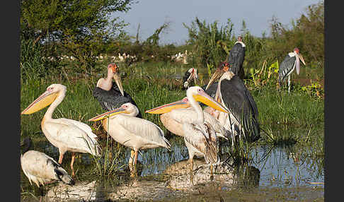 Marabu (Leptoptilos crumiferus)