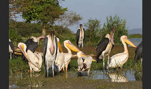 Marabu (Leptoptilos crumiferus)