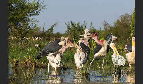 Marabu (Leptoptilos crumiferus)