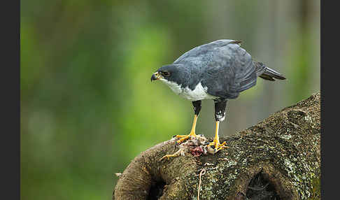 Mohrenhabicht (Accipiter melanoleucus)