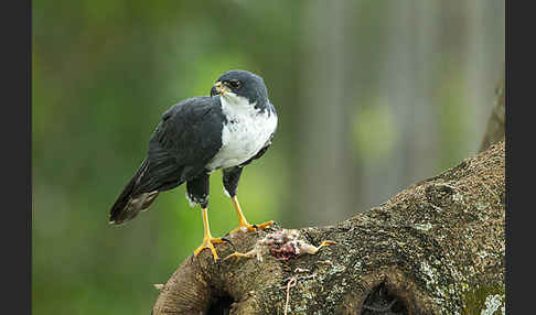 Mohrenhabicht (Accipiter melanoleucus)