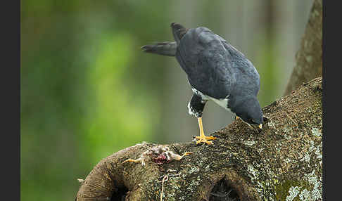 Mohrenhabicht (Accipiter melanoleucus)