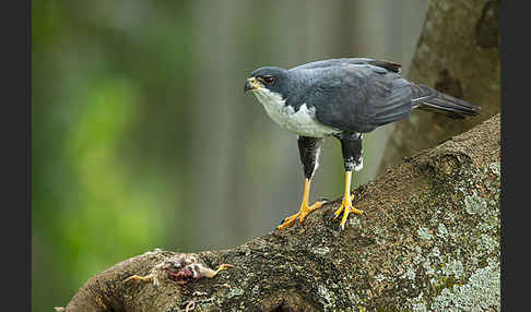 Mohrenhabicht (Accipiter melanoleucus)