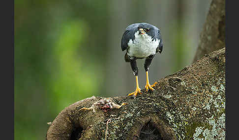 Mohrenhabicht (Accipiter melanoleucus)