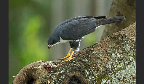 Mohrenhabicht (Accipiter melanoleucus)