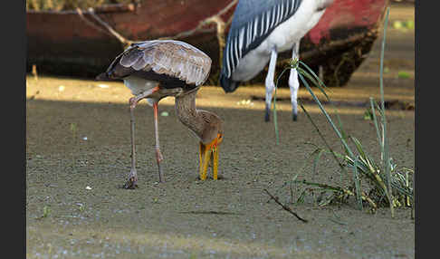 Nimmersatt (Mycteria ibis)