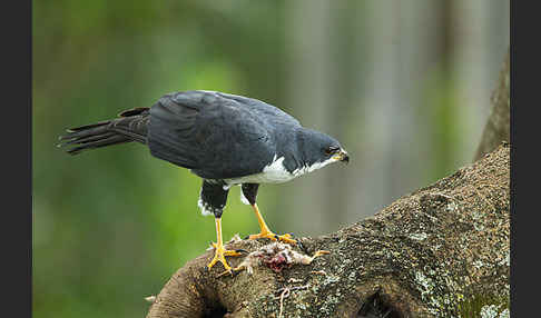 Mohrenhabicht (Accipiter melanoleucus)