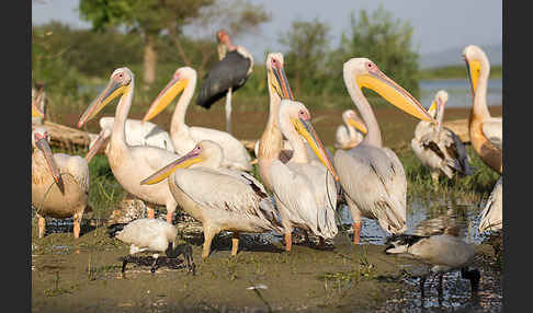 Marabu (Leptoptilos crumiferus)