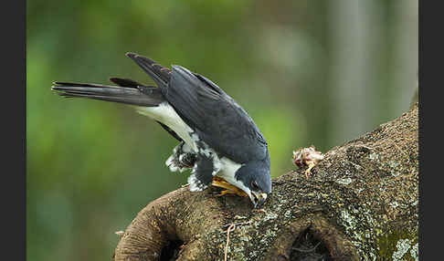 Mohrenhabicht (Accipiter melanoleucus)