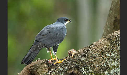 Mohrenhabicht (Accipiter melanoleucus)