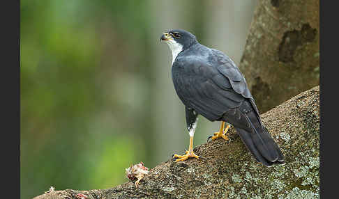 Mohrenhabicht (Accipiter melanoleucus)