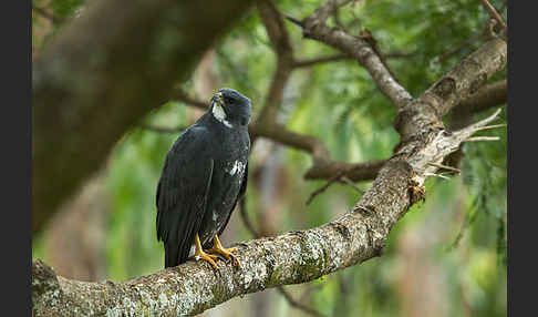 Mohrenhabicht (Accipiter melanoleucus)