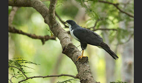 Mohrenhabicht (Accipiter melanoleucus)