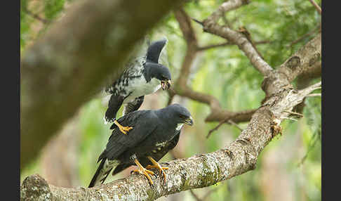 Mohrenhabicht (Accipiter melanoleucus)