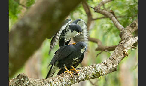 Mohrenhabicht (Accipiter melanoleucus)