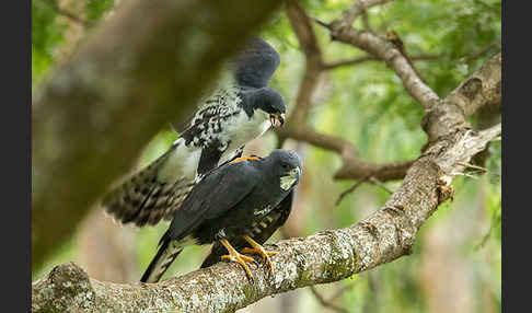 Mohrenhabicht (Accipiter melanoleucus)